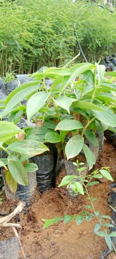 Cây mía dò cát lồi