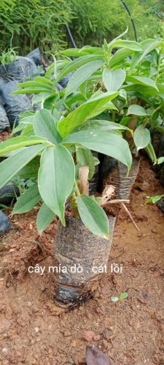 Cây mía dò cát lồi