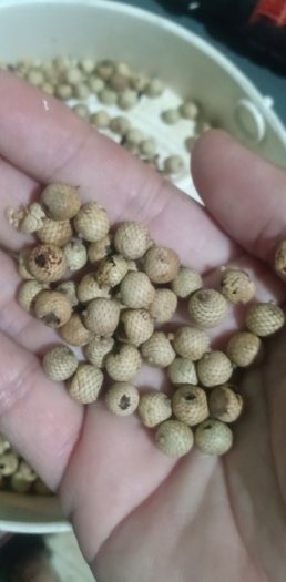 Hạt mây nếp giống mới thu hoạch