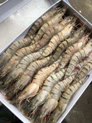Tôm sú đông lạnh size 30 nguyên thùng 10kg