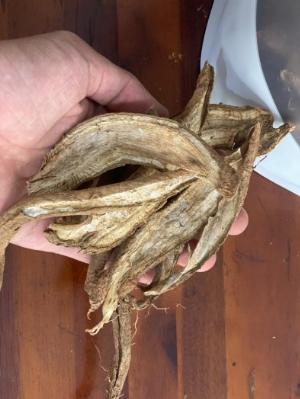 Bông Atiso Đà Lạt sấy khô (túi zip 250g)