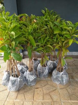 (free ship) cây giống hoa ngọc kỳ lân