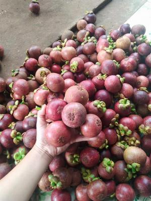 Măng cụt Quả măng cụt Mangosteen Nhà Vườn Tại Gia set 5kg