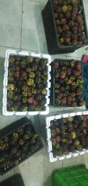 Măng cụt Quả măng cụt Mangosteen Nhà Vườn Tại Gia set 5kg