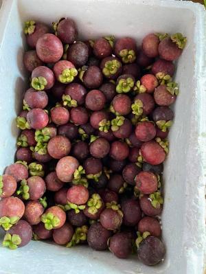 Măng cụt Quả măng cụt Mangosteen Nhà Vườn Tại Gia set 5kg