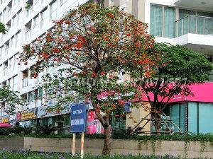 Cây Sang giống, cây Giàu Sang