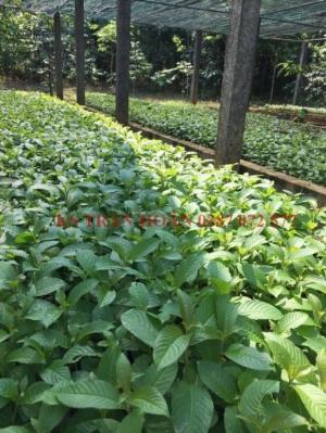 Bán giống cây Chò Xanh