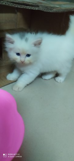 Tìm nhà mới cho 4 Bé Mèo Anh LD mắt Màu Xanh giá 1,5tr/bé