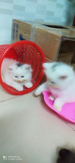 Tìm nhà mới cho 4 Bé Mèo Anh LD mắt Màu Xanh giá 1,5tr/bé