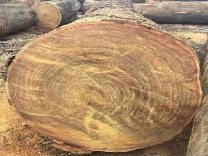Bán giống cây LIm Xanh giá rẻ.
