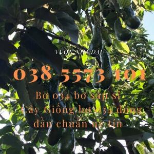 Bơ 034 Lâm Đồng - Vựa bơ sỉ Vườn Nhà Dậu đóng thùng từ 30kg