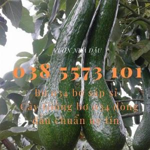 Bơ 034 Lâm Đồng - Vựa bơ sỉ Vườn Nhà Dậu đóng thùng từ 30kg