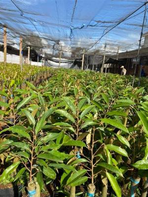 Sầu riêng RI6 - Cây sầu riêng Ri6