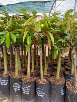 Sầu riêng RI6 - Cây sầu riêng Ri6