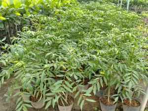 Cây Cóc Thái