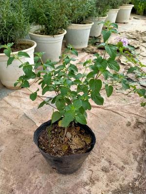 Hoa ngũ sắc tím rủ, vàng rủ.