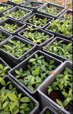 Cây Giống Vú Sữa Hoàng Kim