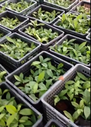Cây Giống Vú Sữa Hoàng Kim