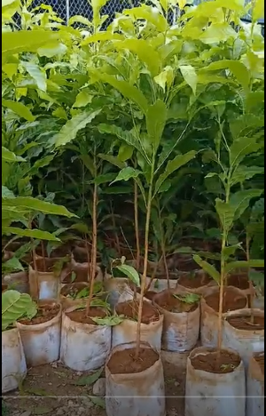 Cây Giống Vú Sữa Hoàng Kim Lớn
