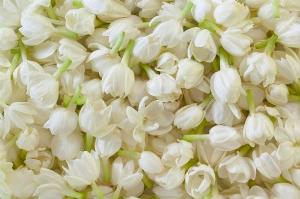 Bán hoa lài tươi ( jasmine flower )