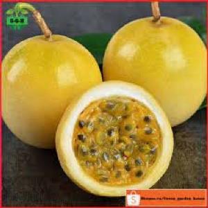 Cây Chanh Leo Vàng Mỹ