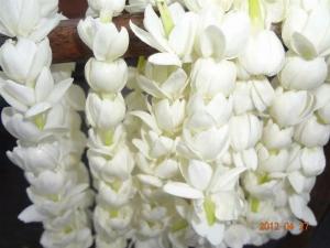Hoa lài tươi ( fresh jasmine flower )