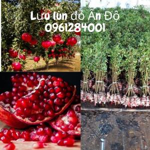 Cây giống lựu lùn đỏ Ấn Độ, lựu lùn F1, cây giống nhập khẩu chất lượng cao