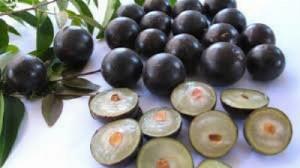 Nho Thân Gỗ Tứ Quý ( Nho 12 Vụ)