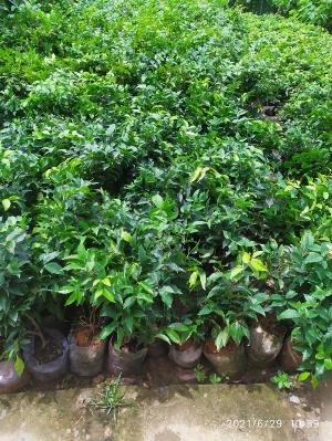 Nho Thân Gỗ Tứ Quý ( Nho 12 Vụ)