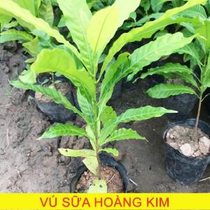 Cây giống vú sữa hoàng kim, vú sữa vàng, vú sữa abiu