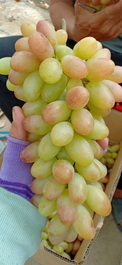 Bán Nho/ Táo Ninh Thuận VIETGAP.