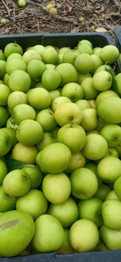 Bán Nho/ Táo Ninh Thuận VIETGAP.