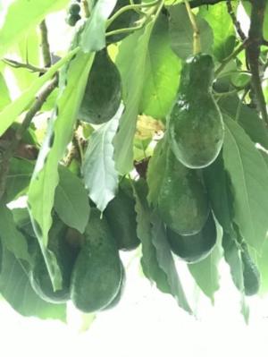 Bơ sáp cây nhà trồng