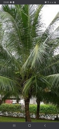 Bán cây dừa lớn