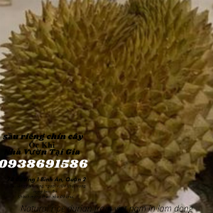 Sầu riêng Óc khỉ rụng chín cây
100k/kg
093 869 1586.