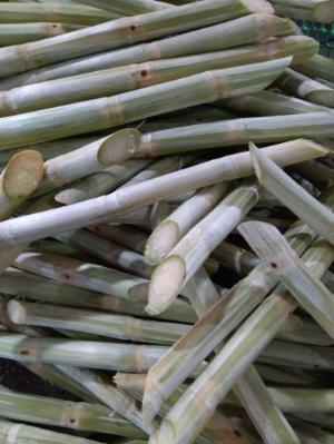 Cung Cấp Mía Tươi Cạo Vỏ Cắt Khúc Đông Lạnh Chất Lượng Tốt Giá Rẻ