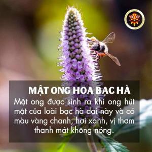 MẬT ONG BẠC HÀ - ĐẶC SẢN HÀ GIANG