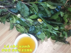 Mua Lá Chè Xanh Lâm Đồng Gọi 093 869 1586