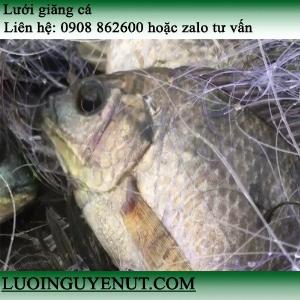 Lưới Giăng Cá Bao Nhạy Mùa Dịch Covid