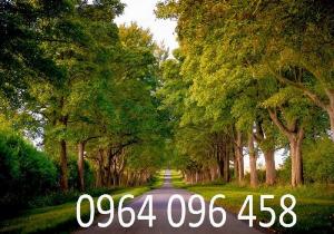 Tranh rừng cây 3d - gạch tranh 3d rừng cây - DBVC3