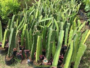 Cây Thanh Long Ruột Đỏ