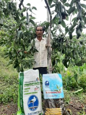 Giống bơ 034 đầu dòng - vườn bơ 034 dậu loan số 1 việt nam
