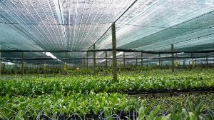 Lưới che công công trình, che chắn công trình, vườn ươm... nguyên cuộn 2m x 25m ( màu xanh)