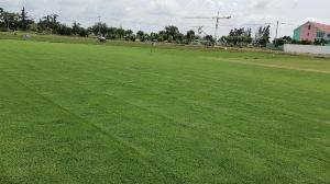 Cỏ Sân Vườn Trang trí cảnh quan