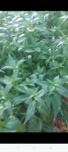 Bán hạt giống cây giống xuyên Tâm Liên
