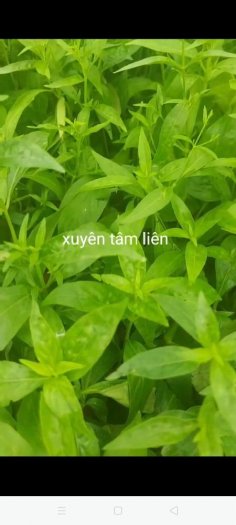 Bán hạt giống cây giống xuyên Tâm Liên