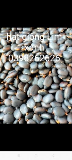Bán hạt giống Lim Xanh