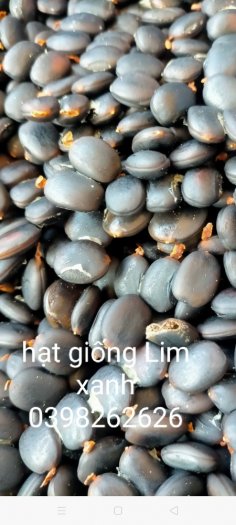 Bán hạt giống Lim Xanh