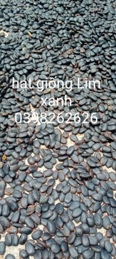 Hạt lim xanh làm giống chất lượng cao