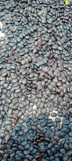 Hạt lim xanh làm giống chất lượng cao